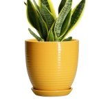 EPFamily Ceramic Pots for Plants - 6 Inch Plant Pot for Indoor Plants, Ceramic Planter with Drainage Hole and Saucer, Round Decorative Flower Pots, Desk Home Decor, Plant Lover Gifts, Glossy-Yellow